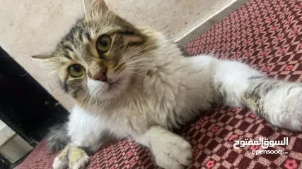  1 ابو حسين للبيع باكل كلشي البدك ياه باكل