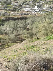  19 ارض زراعيه في بلعا دير الغصون