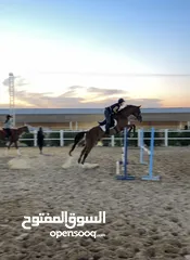  6 Jumping horse. Gelding