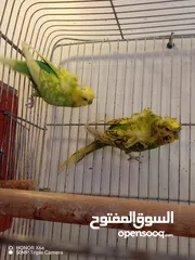  4 كوكتيل و هوقو رومو   حب البينو  و فحل كنار بالوصف