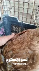  4 دجاجة گافة بدون بيض