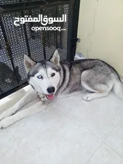  1 كلب هاسكي انثى مسالمه
