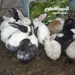 1 ارانب للبيع بسعر الكوم  لا يوجد مكالمات التواصل على الدردشه