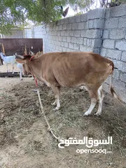  3 للبيع بقره عمانيه