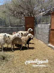  5 جعد للبيع  هجين يوجد فيديوا فالخاص