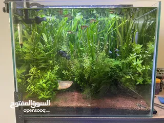  1 Planted Aquarium for sale