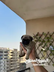  20 جراوي بج، pug puppies