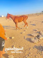  2 خيل  لبيع العمر سنتين فرس انثى