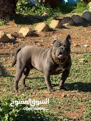  3 اميريكان بولي بوكت