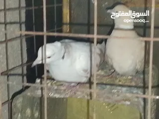  1 جوز حمام يمامه للبيع صحه ونضافه وشغال