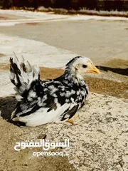  4 دجاج ربي يبارك