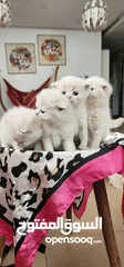  5 Scottish Fold 2 months / سكوتش فولد/ العمر شهرين