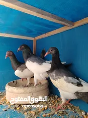  21 15 طير مخلف 4 يهودي رقبه شبر 4 مزههورات 4 نوري  1مخلف سلفر يهوديات نخب رقبه شبر 12 جوز يهودي