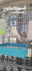  7 كوكتيل جوز للبيع