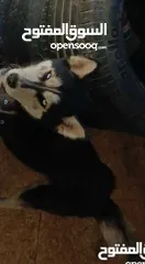  2 موجود كلبة هاسكي انثى للبيع
