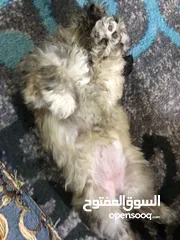  4 كلاب تيلر صغار عمر شهر اتواصل علا وتساب