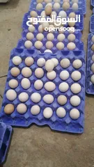  2 بيض بلدي طازج للبيع
