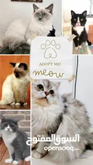  1 قطط شيزازي تركية للبيع مرحة جدا Turkish Shizazi cats