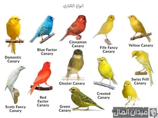  3 تشكيلة كنارات خرافية البيع عالسمع اذا مش نار ومغنى احلى من ام كلتوم لا تشيل تعال عالوصف