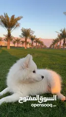  4 Samoyed 3 months old