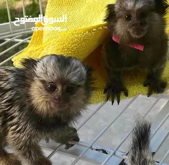  2 home trained marmoset
