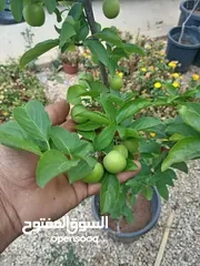  12 جميع انواع الاشجار  وفريق لصيانة وتنسيق جميع الحدائق والأشجار