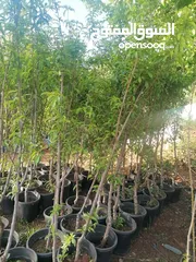  3 زراعة الحدائق
