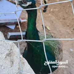  6 ذكر طاوؤس هندي للبيع