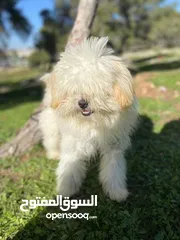  1 … Maltese للبيع