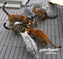  1 Bengal kittens