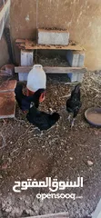  1 طقم دجاج لمبرقيني