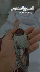  1 طائر خطاف لمخازن