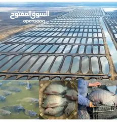  2 للباحثين عن بناء شركة للاستثمار الزراعى والانتاج الحيوانى