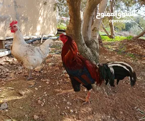  3 ديك ودجاجه للبيع