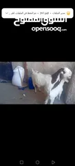  7 عنز وراها سخله بيضا برصا مميزه