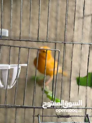  5 طيور كناري جاهزة بحالة وصحة جيدة