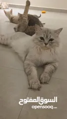  7 قطط كبيرة للتبني انواع مكس