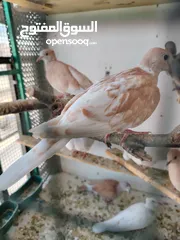  3 حمام ياكريم