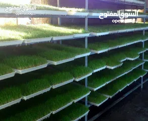  6 استنبات شعير  شعير مستنبت Sprouted   صواني استنبات شعير Barley germination barley