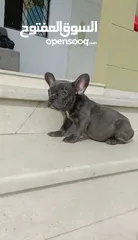  11 Female French Bulldog ( Blue eyes ) جرو انثي فرنش بولدوج بعيون زرقاء ، عمرها 3 اشهر- مع التطعيمات