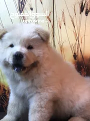  4 Chaochao puppy dog