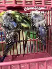  6 جوز فالو وجوز وفرد