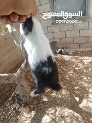  2 ارانب للبيع بسعر مغري