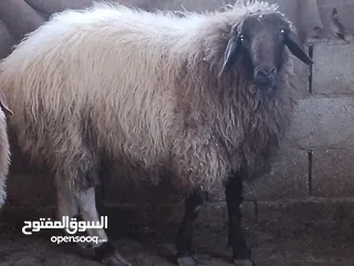  5 كبش ثني للبيع