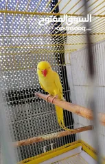  4 بسم الله الرحمن الرحيم صلو على النبي للبيع طيره دره لاتينو عيون حمر ريش كامل ناقصها ذكر بس