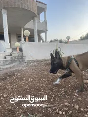 3 بلجم مالينو سعر مغري*ذكر*4*.... اقرا الوصف