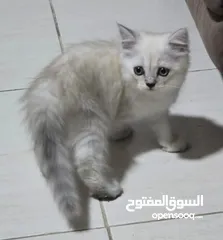  6 قطط شيرازي مكس هملايا  Himalayan mix Persian cats