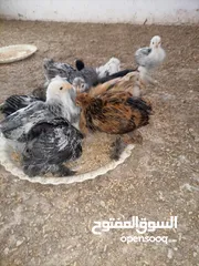  6 صيصان براهمي. بف