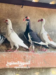  14 حمام انواع نخب اول معاكيف وبغدادي وابلق