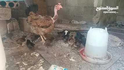  23 جاجه يهوديه معها 25 صوص بلدي